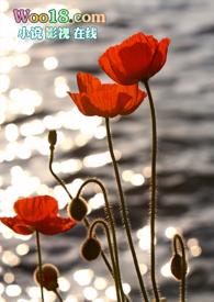 罂粟花开
